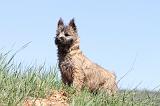 CAIRN TERRIER 302